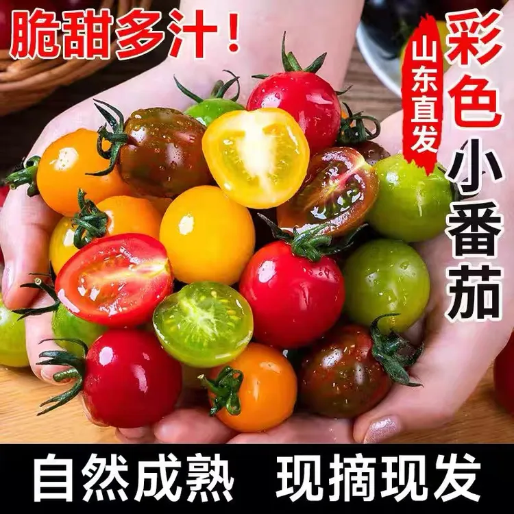 【顺丰/京东包邮】圣女果小番茄多彩多色应季水果多彩5-7种混合装