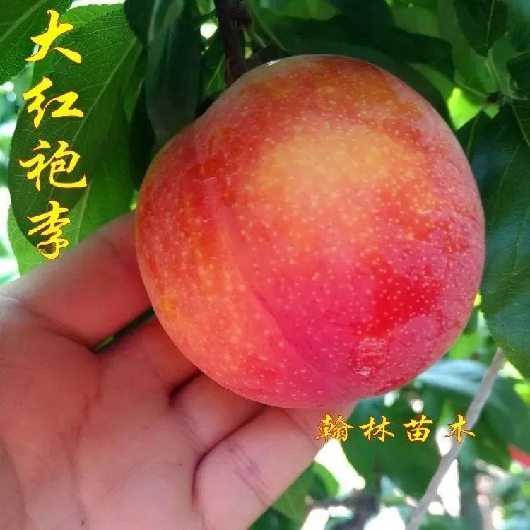 新品种晚熟大红袍李子树苗特大红布林李子苗嫁接果苗南方北方种植
