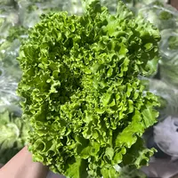 【小吴助农】巴达维亚生菜/鸡窝生菜 鲜嫩脆爽 2-2.5斤 现砍现发 包邮生菜