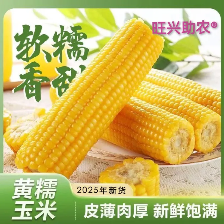 【25年头茬玉米】东北黄糯玉米 8根单根280克以上 试吃两根 G