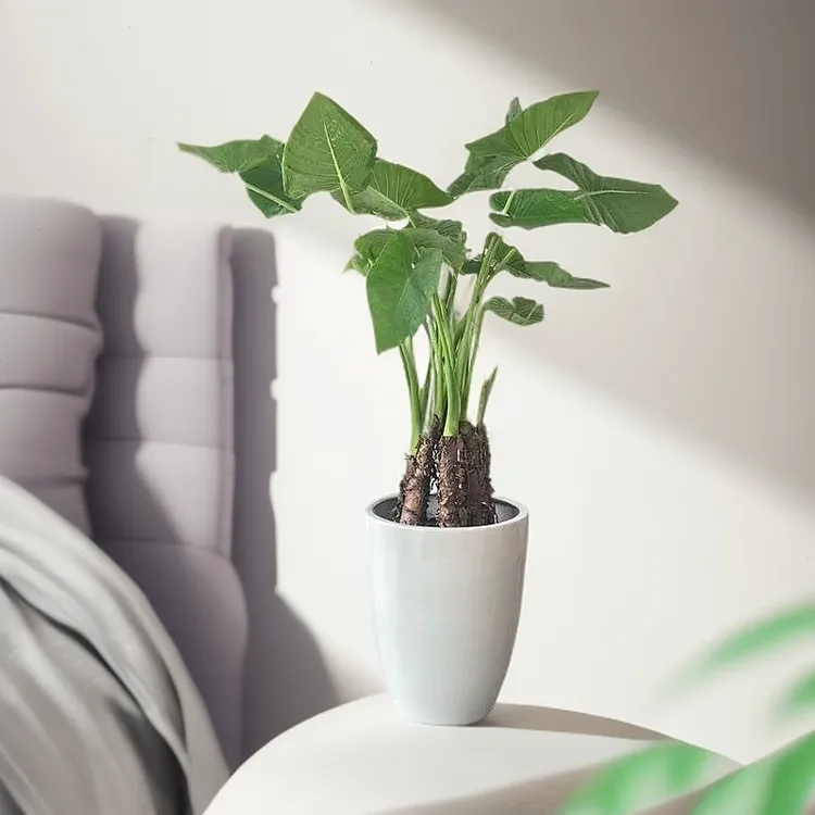 大叶网红老桩小院滴水观音植物绿植巨型庭院造景吸醛绿植