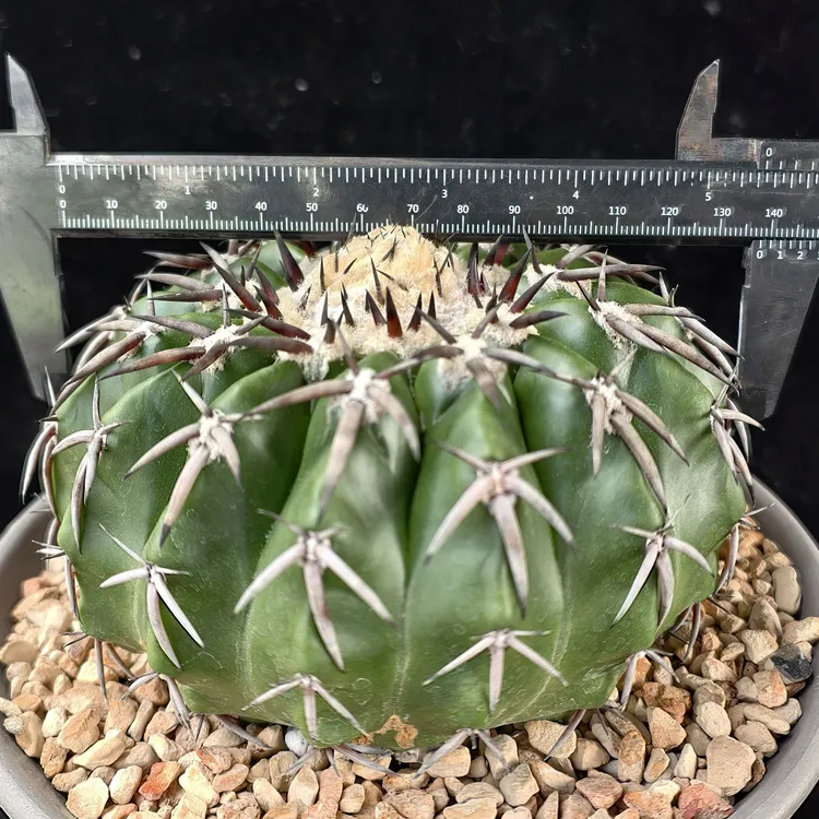 铃木X红黑刺圆盘玉，实生，开花株，尺寸13.5+