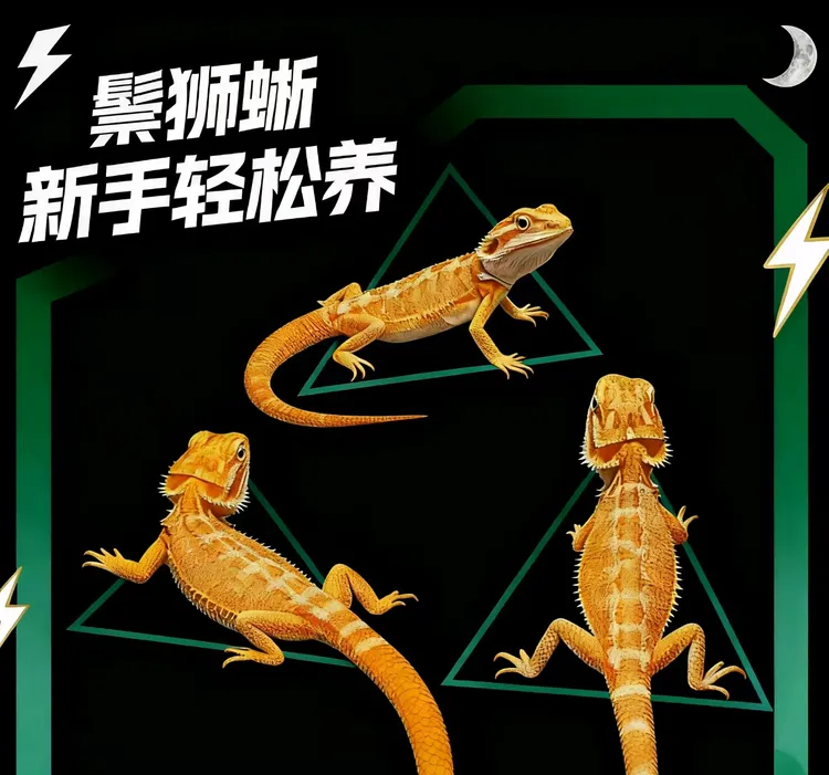 温顺可爱适合新手柑橘系橙黄色鬃狮蜥活体爬宠幼苗