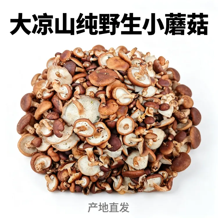 四川大凉山新鲜野山菌野生生香菇小蘑菇毛菇顺丰包邮可煲汤可炒