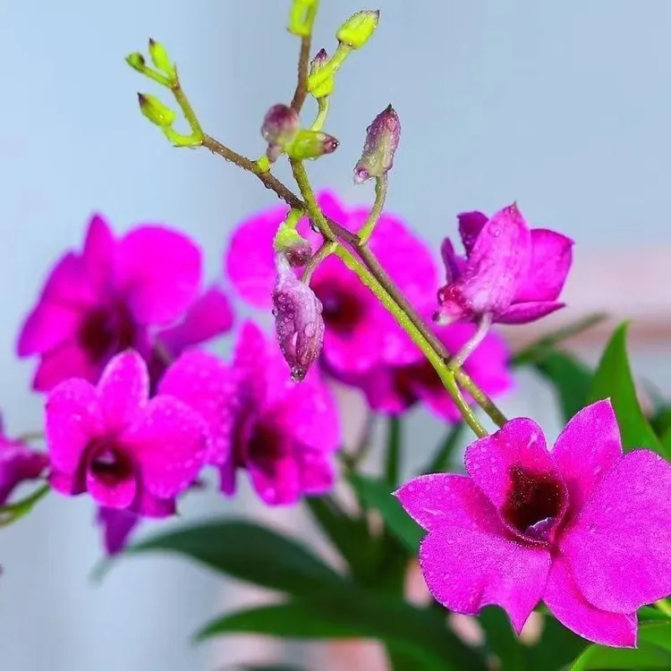 【带花苞】捡漏欧洲石斛兰文心兰花浓香型绿植盆栽植物石斛兰大苗