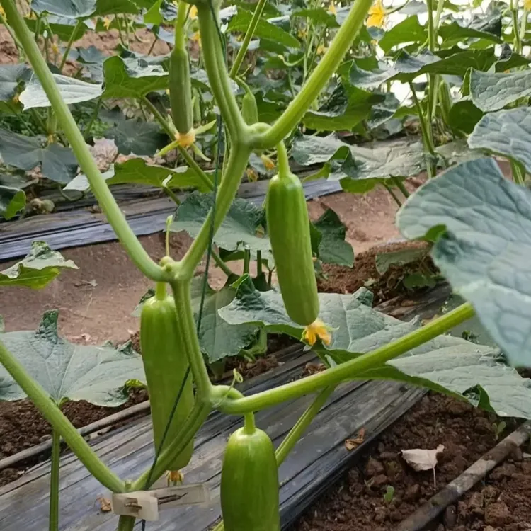水果小黄瓜现摘即食脆嫩清甜无刺奶油黄瓜水果黄瓜新鲜现摘现发