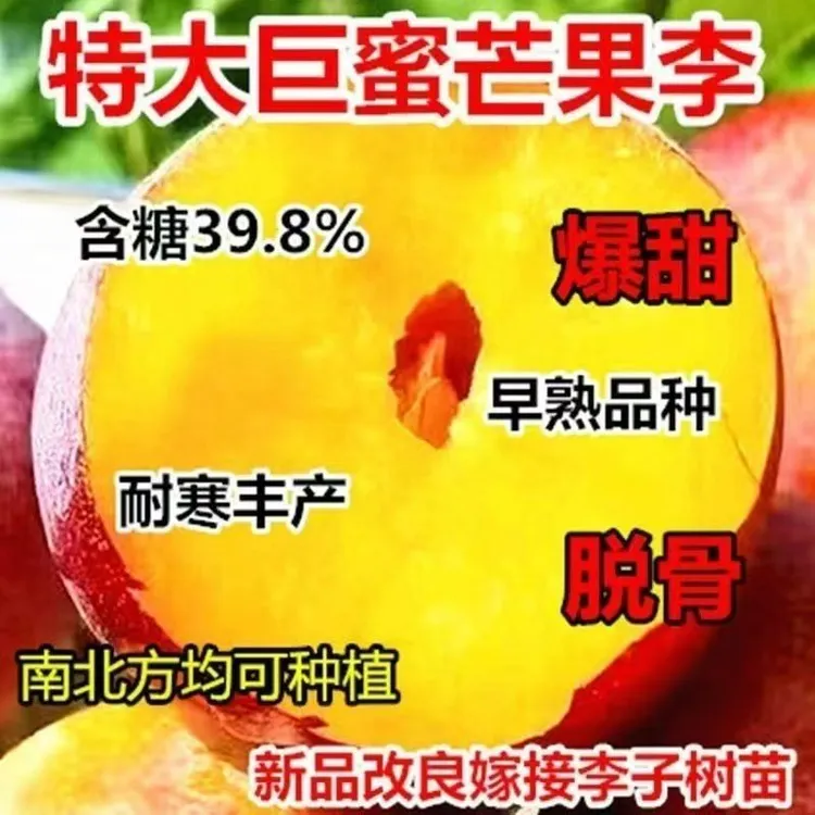 正宗蜂糖李子树苗特大早熟耐寒脆骨南北方种植盆栽地栽当年结果苗