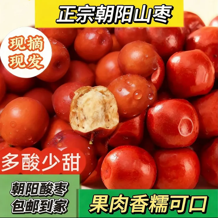 朝阳大山枣微酸大酸枣软糯酸口树熟枣孕妇小孩都爱吃