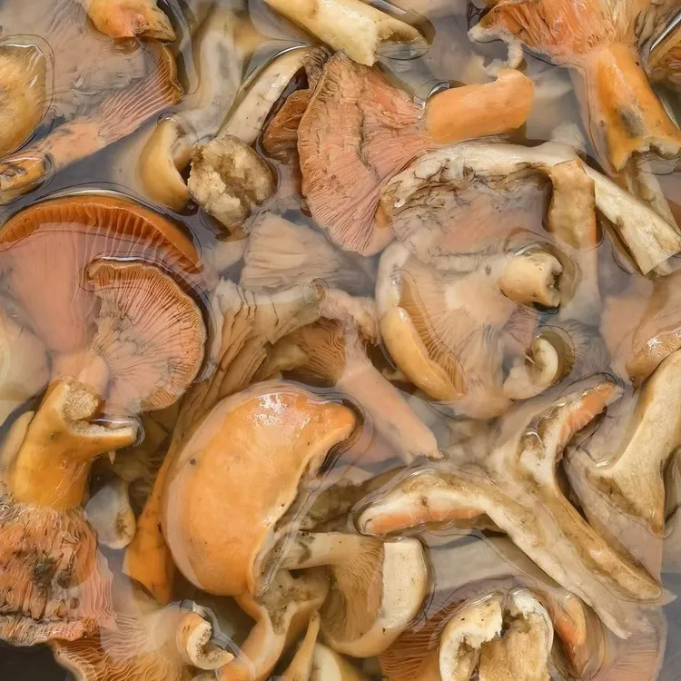 万源高山野生大松菌（菌子自带盐分需泡水2小时在食用）