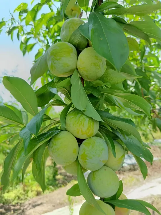【顺丰包邮】青脆脱骨李脆甜多汁！坏果包赔！