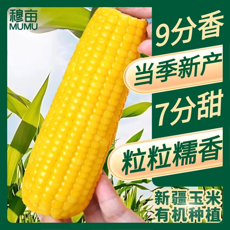 25年当季新产穆亩正宗新疆甜糯玉米有机种植非转基因香甜软糯黄甜糯玉米健康