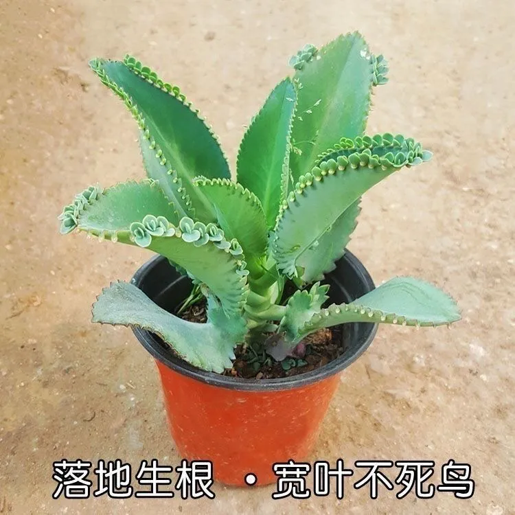 不死鸟多肉植物宽叶不死鸟落地生根公主老桩绿植盆栽花卉室外桌摆