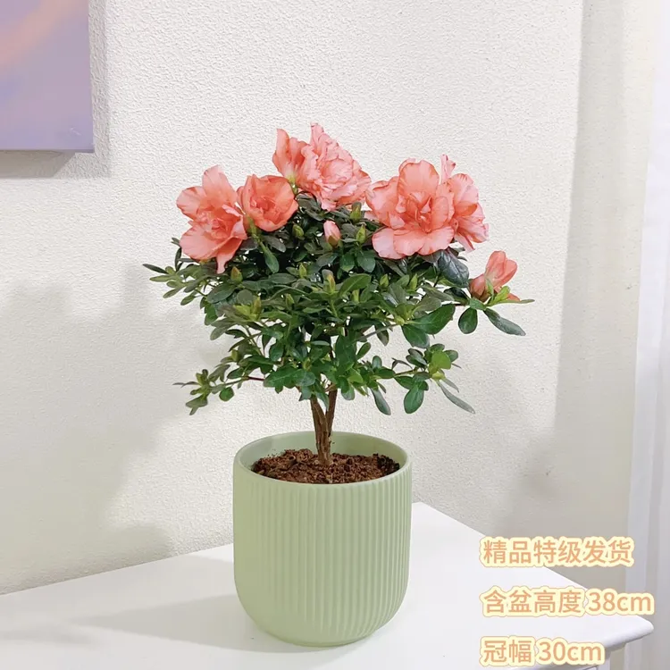 杜鹃花比利时杜鹃樱桃红粉色植物开花杨梅红色室内养护观叶绿植