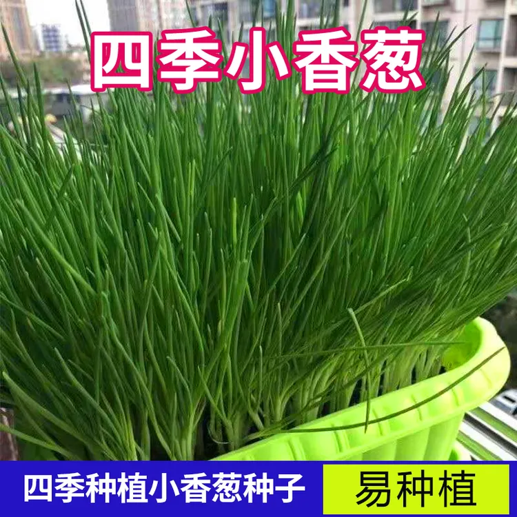 四季小香葱籽小香葱种子阳台室内盆栽葱种子耐寒蔬菜种子家庭菜种