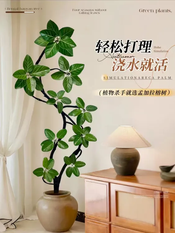 高山榕盆栽大型绿植办公室精华空气吸甲醛