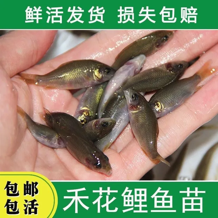 禾花鲤鱼苗稻花鱼乌鲤鱼淡水食用鱼稻田鱼苗禾花鱼鲜活批发稻花鲤