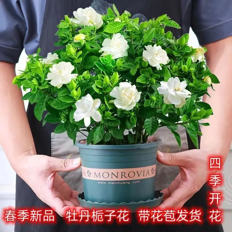 大盆栀子花带花苞栀子花盆栽水培室内花卉绿