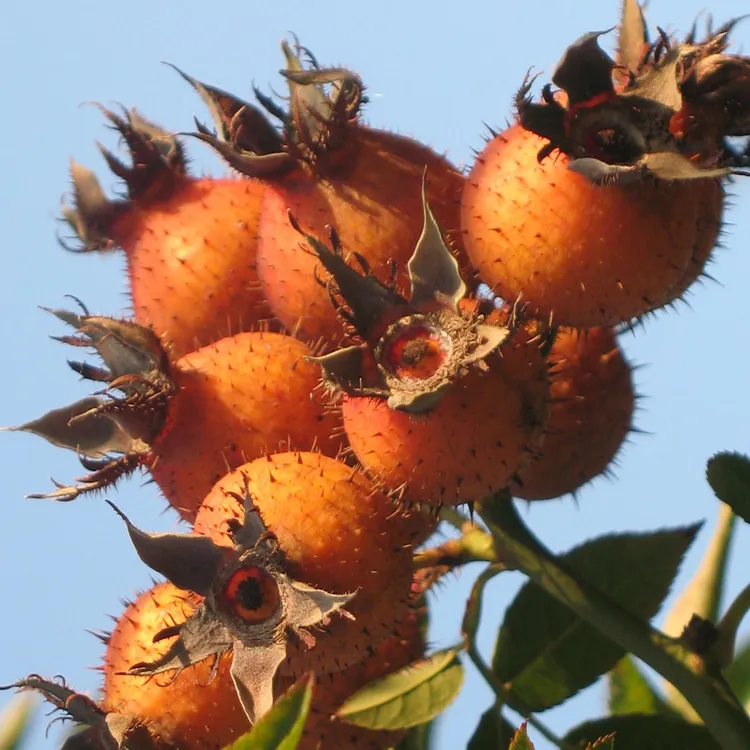 【金刺梨】贵州安顺无籽金刺梨鲜果可榨汁泡酒含维C适合孕妇