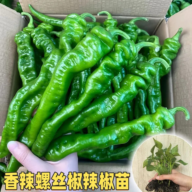 精选辣椒苗质脆香辣青果好养早熟辣味香浓多种薄皮椒黑脆皮薄秧苗