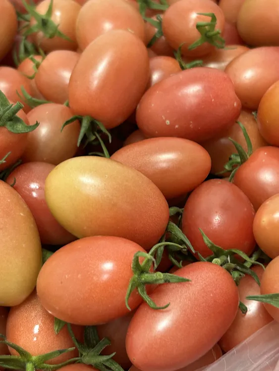 新鲜采摘小番茄圣女果甜多汁当季孕妇水果