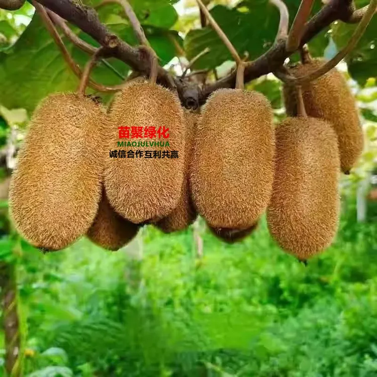 猕猴桃树苗嫁接树苗红心软籽猕猴桃苗南北方种植盆栽地栽当年结果