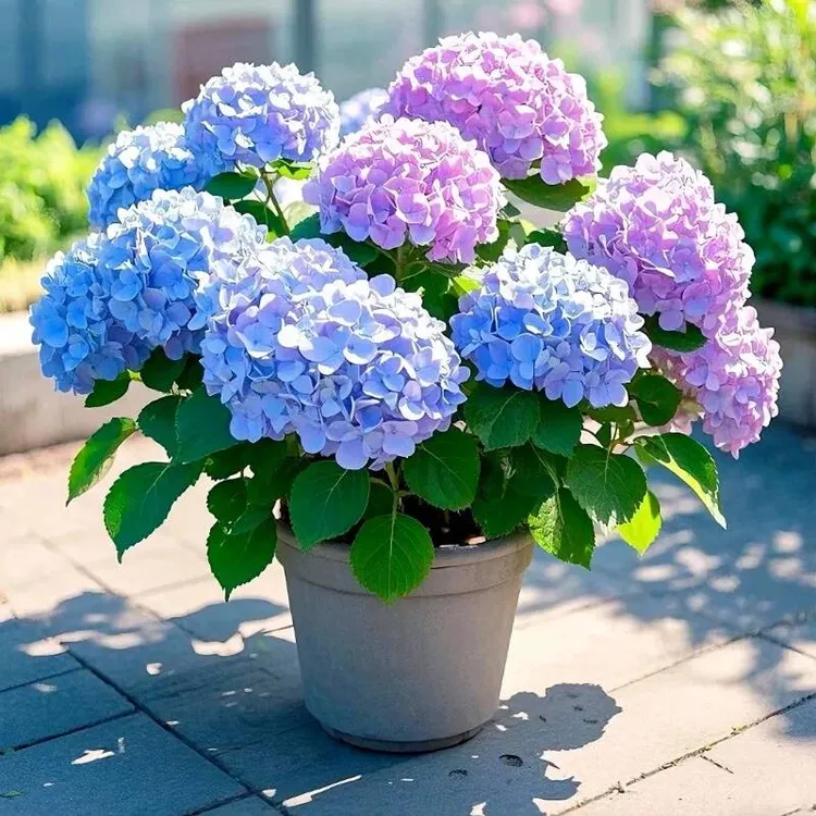大花绣球花苗无尽夏耐冷耐热四季开花好种适合庭院阳台种植花卉