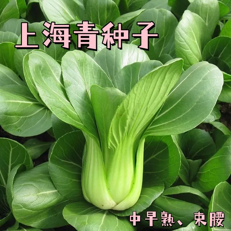 【全店满五包包邮】原种上海青种子农家菜园小油菜蔬菜种籽阳
