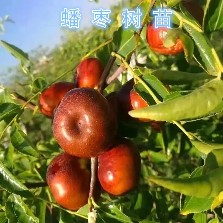 早熟蟠枣树苗种枣树苗嫁接特大耐寒盆栽地栽南北种植当年结果