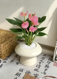 【粉皇冠】粉掌5-7朵花带花美观桌面盆栽室内摆放花卉绿植