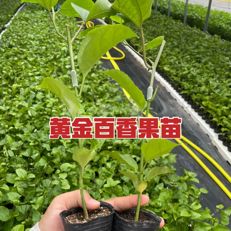 四季结果百香果苗正宗纯甜黄金9号嫁接四季品种南北盆地网红植物
