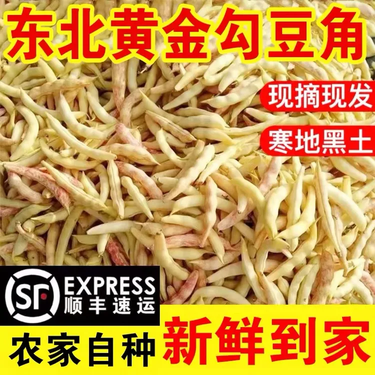 东北黄金勾豆角4.5斤[顺丰包邮坏了包赔售后无忧]