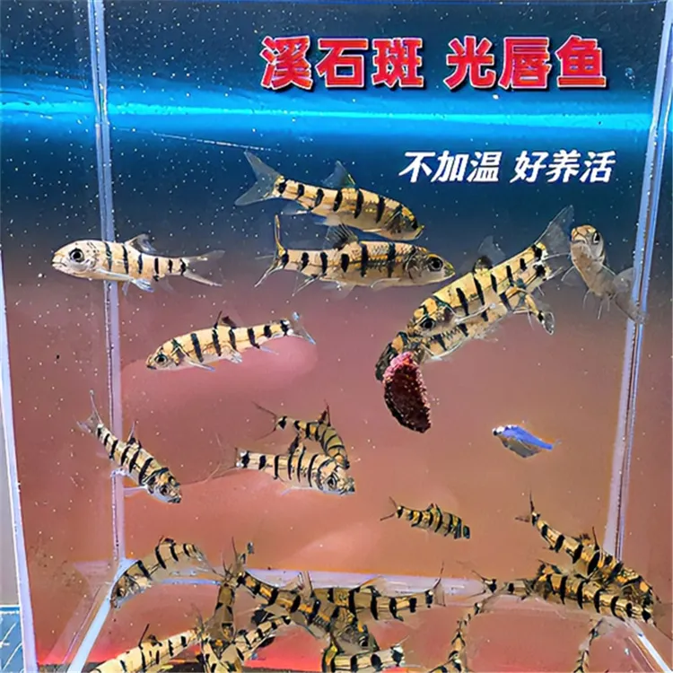 溪石斑 光唇鱼 好养冷水鱼 小型爱群游原生鱼 新手适合养