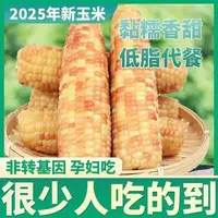 【试吃2根】整箱12根25年头茬新鲜花玉米带箱5斤真空花玉米粗粮代餐