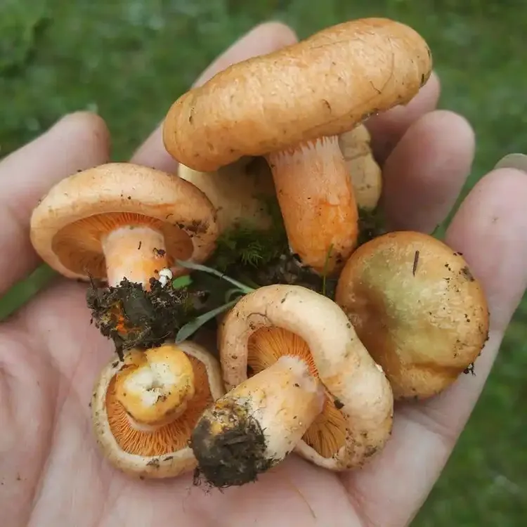 黄枞菌野生高山寒菌三九菇 山间美食人间美味