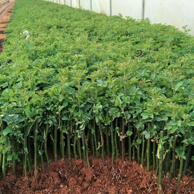 爬藤蔷薇花苗庭院阳台盆栽四季开花耐寒大花浓香型