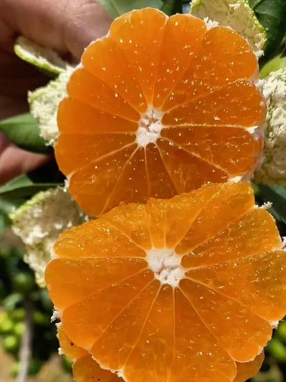 正宗寻乌蜜桔蜜桔新鲜水果橘子10斤/5斤一整箱蜜橘当季