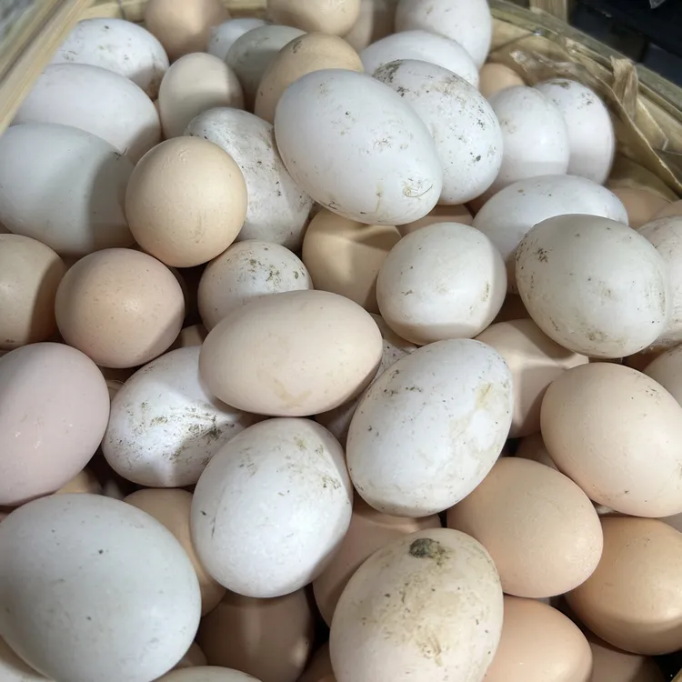 苏北人家自产草鸡蛋