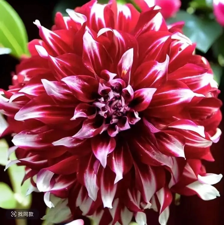 大丽花X元素墨西哥进口多年生盆栽地栽原土原盆发货