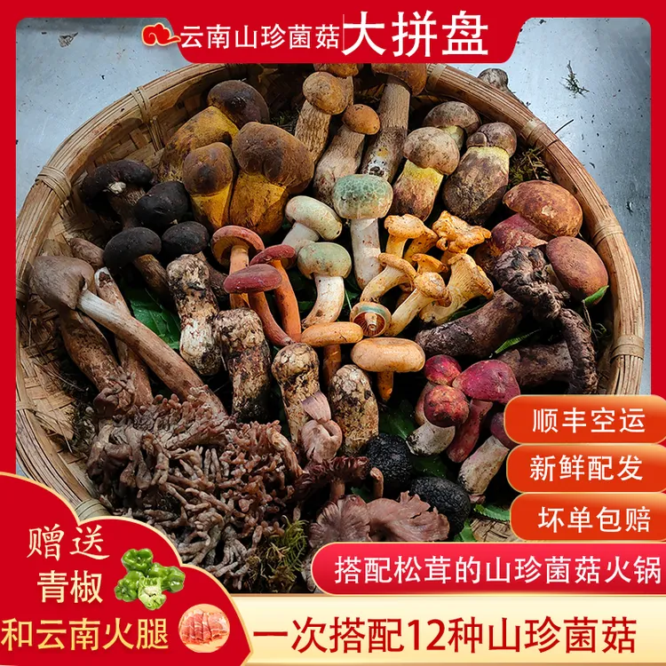 云南野生菌子组合牛肝菌鸡枞鲜菌应季火锅山珍美味套餐500g