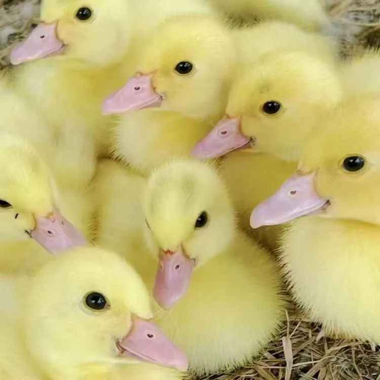 螺纹鸭顺丰包邮活泼宠物鸭红脸红鼻易饲养无需保温