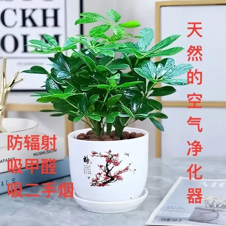 鸭脚木苗八方来财好养小盆景室内桌面客厅四季常青绿植物盆栽花卉