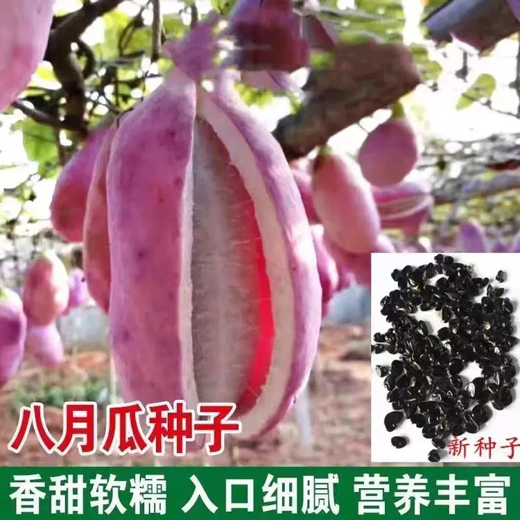 八月瓜种子紫果八月炸种籽小院种植爬藤食用水果庭院阳台盆栽蔬菜