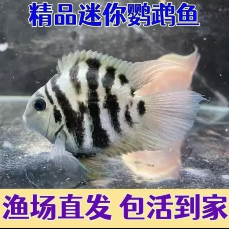 迷你鹦鹉鱼小型热带淡水观赏鱼苗宝蓝白金耐活好养易繁殖