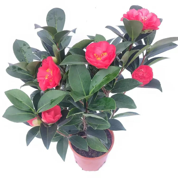 夏日七心四季茶花轻基质盆栽绿植花卉室内好养易活包邮山茶花