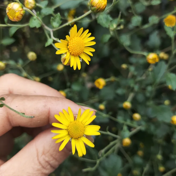 野菊花小苗10厘米左右秋冬开小黄花可入药泡茶下火花茶