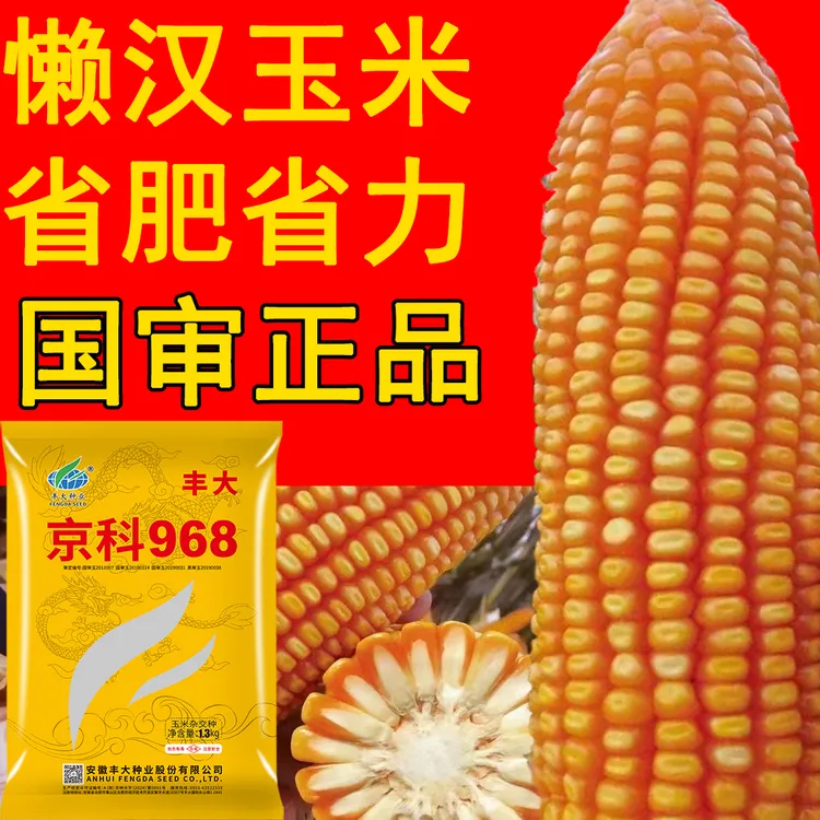 四国审丰大京科968 【耐高温一粒不少】抗旱能力强  真正抗病超高产
