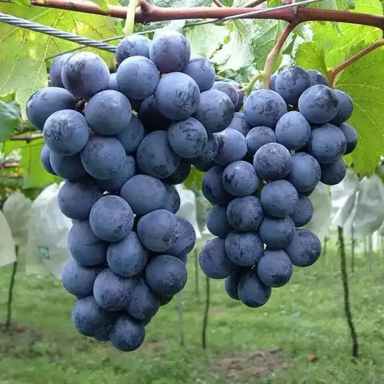 巨峰水果【嫁接苗】贝达粘木葡萄新鲜黑葡萄巨峰葡萄