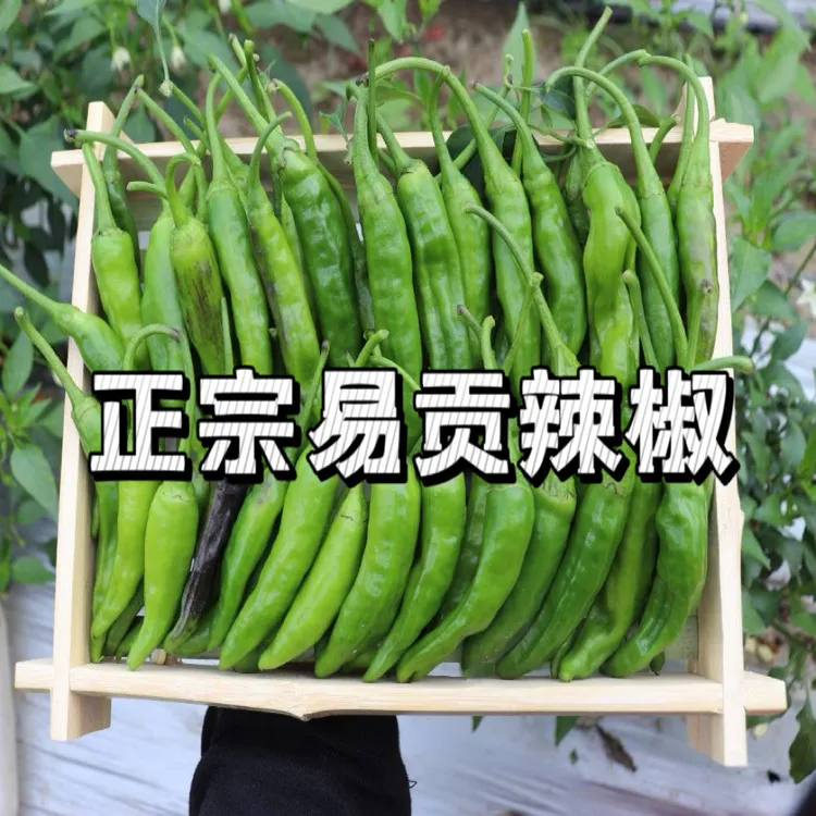西藏林芝正宗易贡青椒薄皮辣椒小辣椒鲜辣椒生辣椒新鲜室外