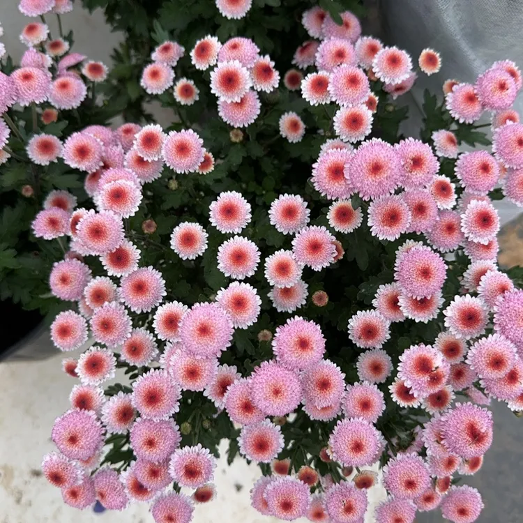 菊花珠玉之卵耐寒多年生小菊室内阳台绿植花卉盆栽