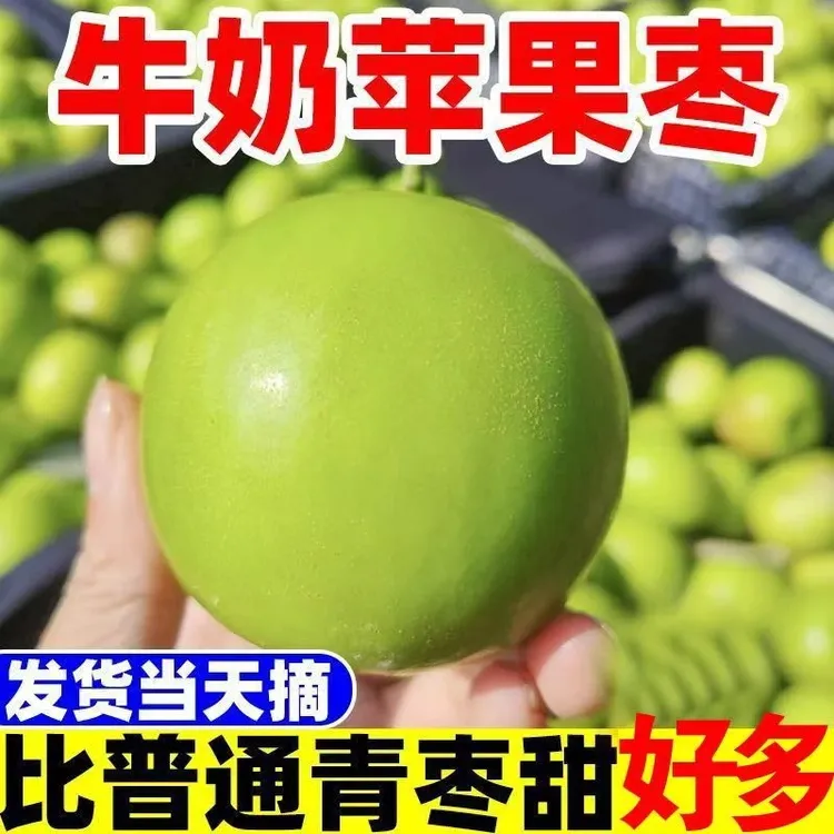 正宗牛奶苹果枣新鲜现摘贵妃牛奶枣清脆爽口现摘当季新鲜水果商品图